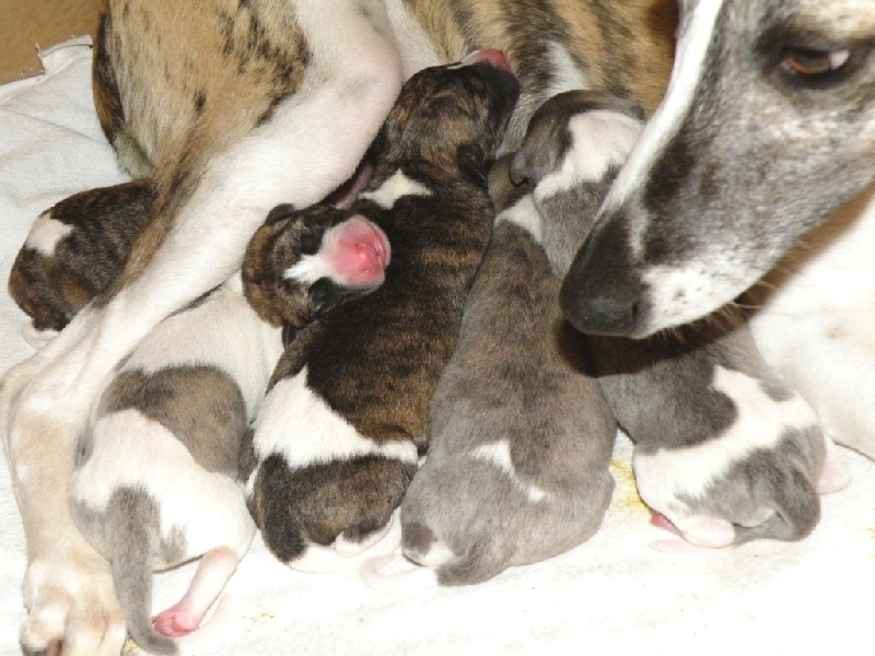 CHIOTS le 14, 15 et  16 mai 2011